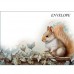 DUTCH LADY CHRISTMAS  GREETING CARD Yule Squirrel